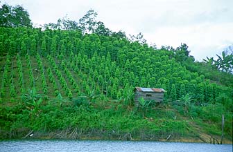 Pepper plantation