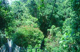 Sarawak: jungle with suspension bridge