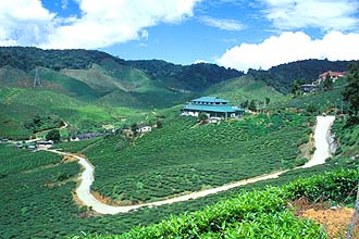 Cameron Highlands tea plantation panorama