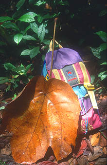 Gunung Mulu National Park big leaf with daypack