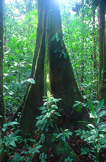 Gunung Mulu National Park tree with butress roots in rainforest