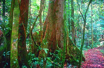 Gunung Mulu National Park walkway and tree with butress roots in rainforest