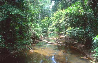 Gunung Mulu national park djungle river