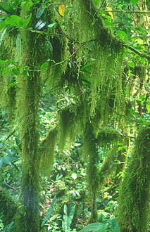 Gunung Mulu national park moss covered trees in rainforest