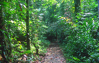 Gunung Mulu national park walkway to Wind and Clearwater Cave 2