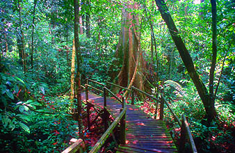 Gunung Mulu national park walkway to Wind and Clearwater Cave with butress roots