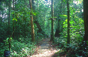 Gunung Mulu national park walkway to Wind and Clearwater Cave