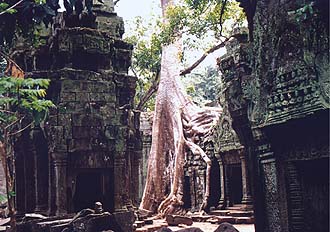 Ta Prohm Temple 1