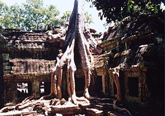 Ta Prohm Temple 3