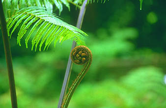 Singapore Botanic Gardens fern