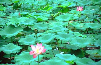 Singapore Botanic Gardens lotus flowers buds and fruits