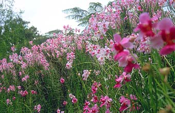 National Orchid Garden sorchids