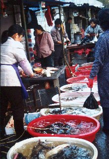 Shanghai fishmarket