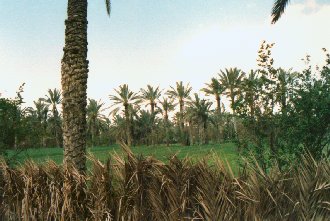 Gabes oasis plantation