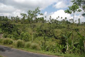 DPS Bali street from Pelaga to Kintamani 01 3008x2000