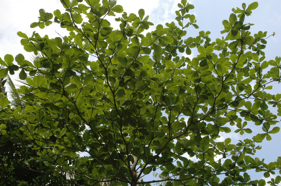 DPS Bali Ubud Bedulu Gubah Bali Exclusive Villas tree with thick round leaves 3008x2000