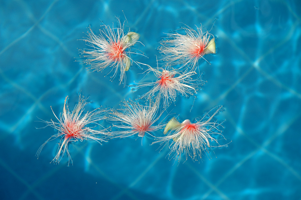 DPS Bali Ubud Bedulu Gubah Bali Exclusive Villas tropical flowers in the pool 01 3008x2000