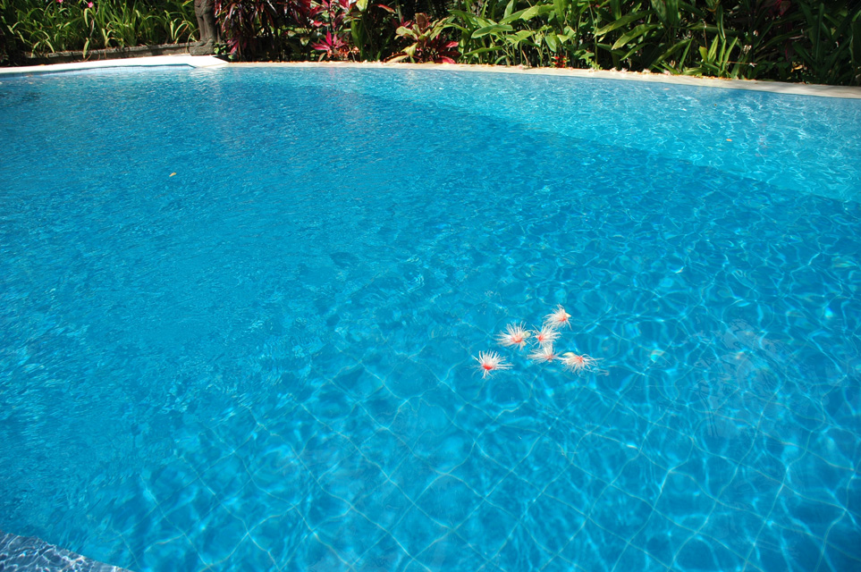 DPS Bali Ubud Bedulu Gubah Bali Exclusive Villas tropical flowers in the pool 03 3008x2000