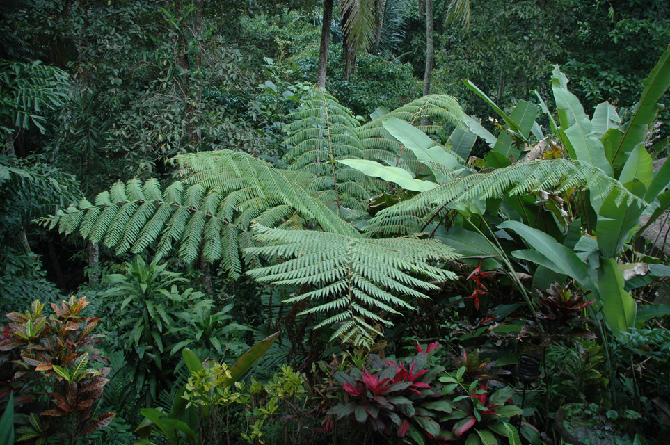 DPS Bali Ubud Bedulu Gubah Bali Exclusive Villas tropical tree ferns in the garden 3008x2000