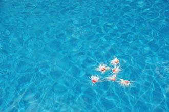 DPS Bali Ubud Bedulu Gubah Bali Exclusive Villas tropical flowers in the pool 02 3008x2000