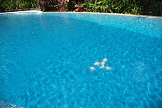 DPS Bali Ubud Bedulu Gubah Bali Exclusive Villas tropical flowers in the pool 03 3008x2000
