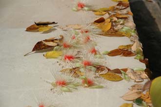 DPS Bali Ubud Bedulu Gubah Bali Exclusive Villas tropical flowers in the pool 04 3008x2000