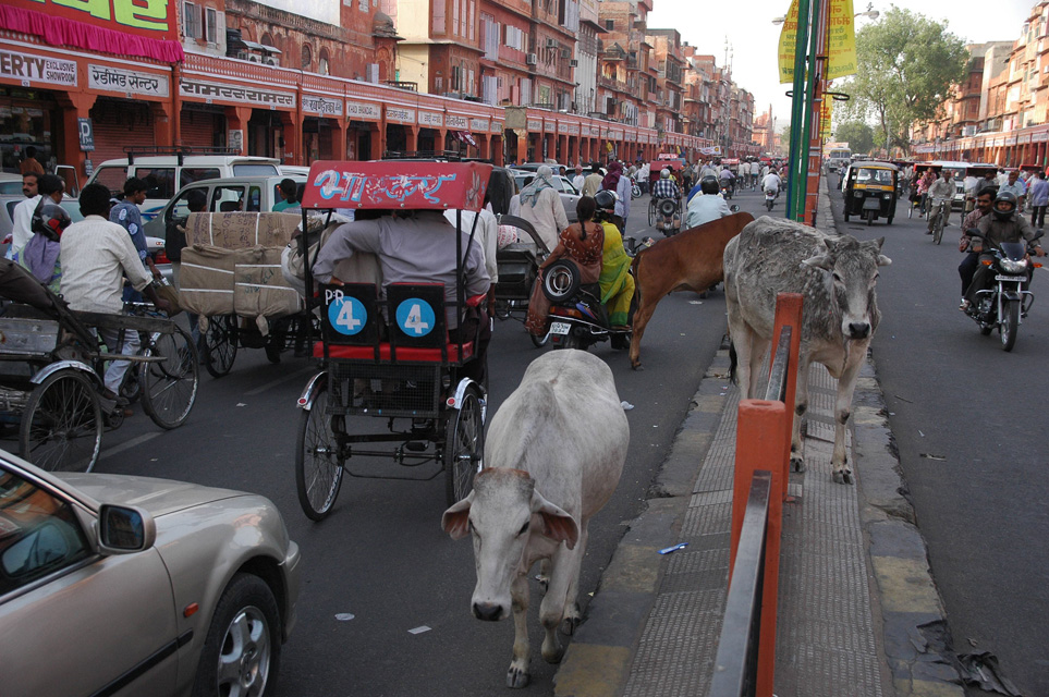 JAI Jaipur - cows crossing the street with heavy traffic on Kishanpol Bazaar street 3008x2000