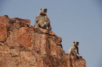 JAI Ranthambore National Park - monkeys near the Hindu temple inside Ranthambore Fort 3008x2000