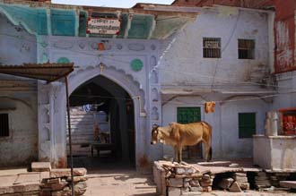 JAI Karauli in Rajasthan - cow resting in front of blue house 3008x2000