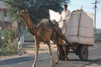 DEL camel cart on the road from Delhi to Mandawa 3008x2000