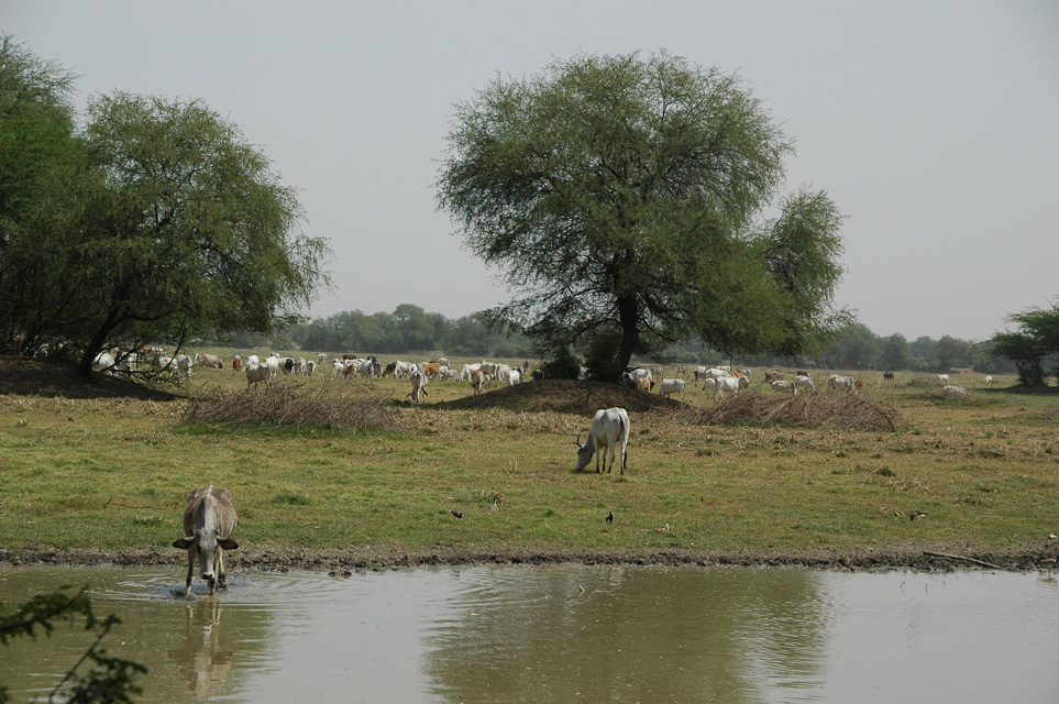 AGR Bharatpur Bird Sanctuary or Keoladeo Ghana National Park - big cow herds freely roam in the park 3008x2000
