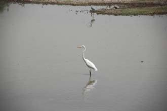 AGR Bharatpur Bird Sanctuary or Keoladeo Ghana National Park - beautiful white water bird 3008x2000
