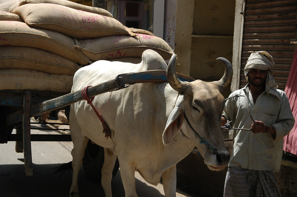 VNS Varanasi or Benares - heavily loaded oxen cart with owner 3008x2000