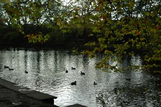 DUB Dublin - St Stephens Green lake with ducks and leaves in autumn colors 3008x2000