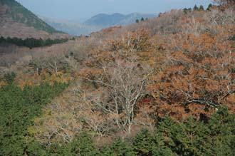 NRT Hakone - colourful autumn leaves on trees view from cable-car or ropeway line between Owakudani volcanic hot springs and Togendai 02 3008x2000