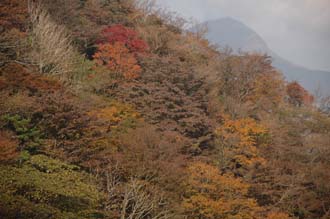 NRT Hakone - view on colourful autumn leaves from cable-car or ropeway between Soun-zan and Owakudani 3008x2000
