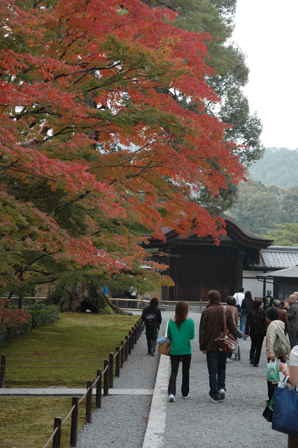 KIX Kyoto - access path to Kinkaku-ji or Golden Temple with colourful autumn leaves 3008x2000