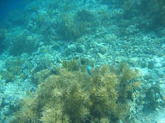 BMU Komodo Island Pulau Sabola Besar Island snorkelling underwater picture corals and fishes 1 2272x1704