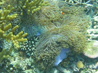 BMU Komodo Island Pulau Sabola Besar Island snorkelling underwater picture corals and fishes 10 2272x1704
