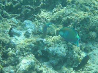 BMU Komodo Island Pulau Sabola Besar Island snorkelling underwater picture corals and fishes 12 2272x1704