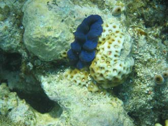 BMU Komodo Island Pulau Sabola Besar Island snorkelling underwater picture corals and fishes 13 2272x1704