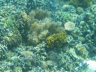 BMU Komodo Island Pulau Sabola Besar Island snorkelling underwater picture corals and fishes 14 2272x1704