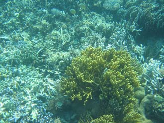 BMU Komodo Island Pulau Sabola Besar Island snorkelling underwater picture corals and fishes 15 2272x1704