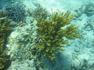 BMU Komodo Island Pulau Sabola Besar Island snorkelling underwater picture corals and fishes 17 2272x1704