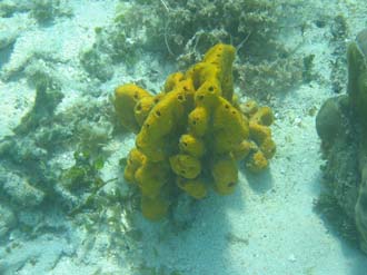 BMU Komodo Island Pulau Sabola Besar Island snorkelling underwater picture corals and fishes 19 2272x1704