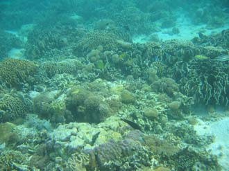 BMU Komodo Island Pulau Sabola Besar Island snorkelling underwater picture corals and fishes 20 2272x1704