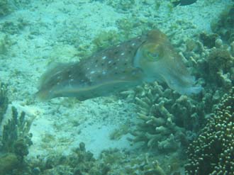 BMU Komodo Island Pulau Sabola Besar Island snorkelling underwater picture corals and fishes 22 2272x1704