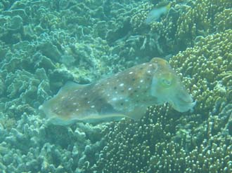 BMU Komodo Island Pulau Sabola Besar Island snorkelling underwater picture corals and fishes 23 2272x1704