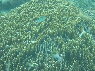 BMU Komodo Island Pulau Sabola Besar Island snorkelling underwater picture corals and fishes 25 2272x1704