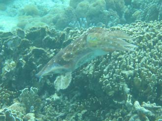 BMU Komodo Island Pulau Sabola Besar Island snorkelling underwater picture corals and fishes 26 2272x1704